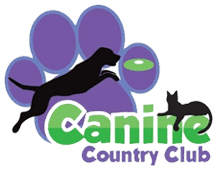 A dog and cat are jumping in the air.