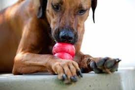 A dog is chewing on a red ball.