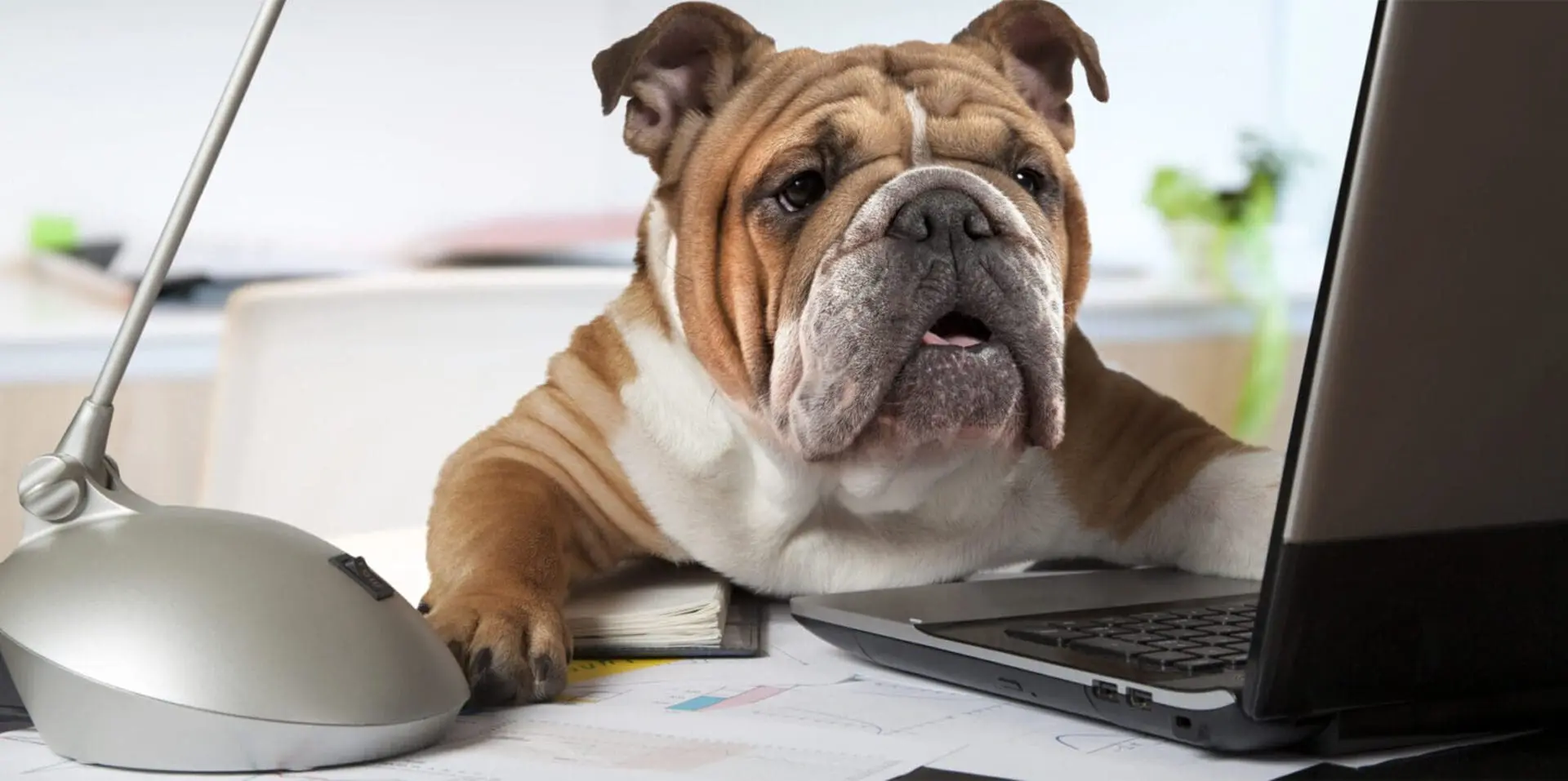 A dog laying on the floor next to a laptop.