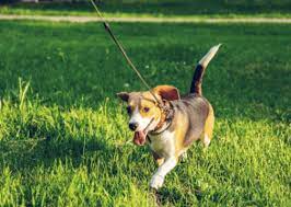 A dog is walking on the grass with its leash.