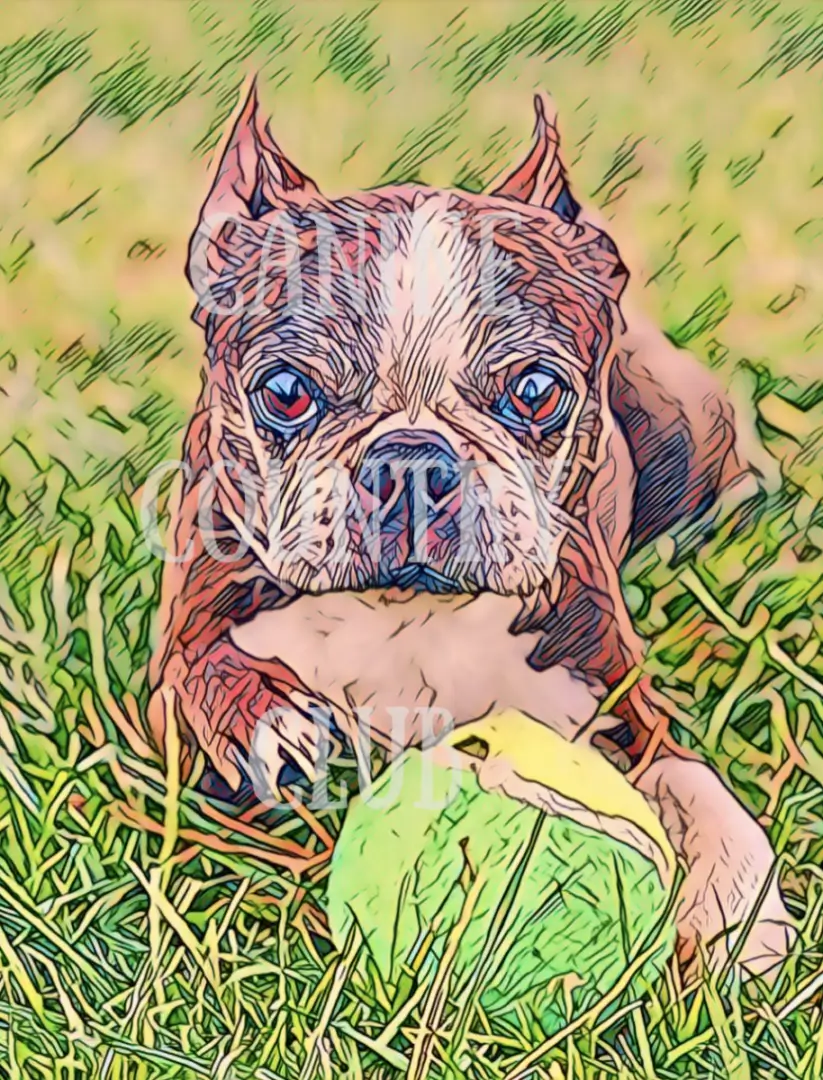 A dog is holding a ball in his mouth.