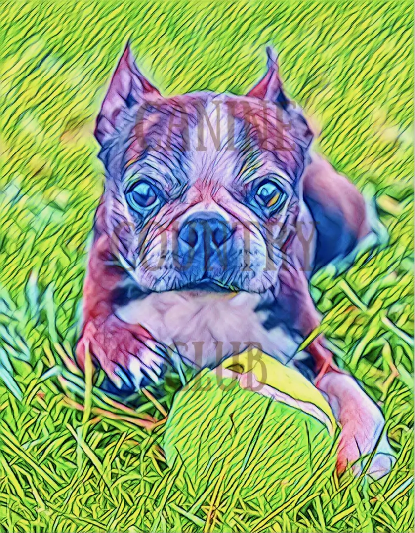 A dog is laying in the grass with a ball.