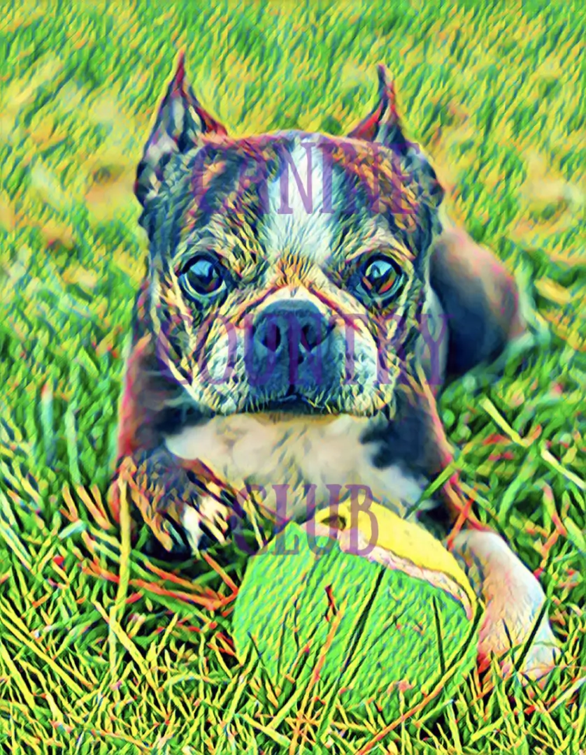A dog laying in the grass with its head on a ball.