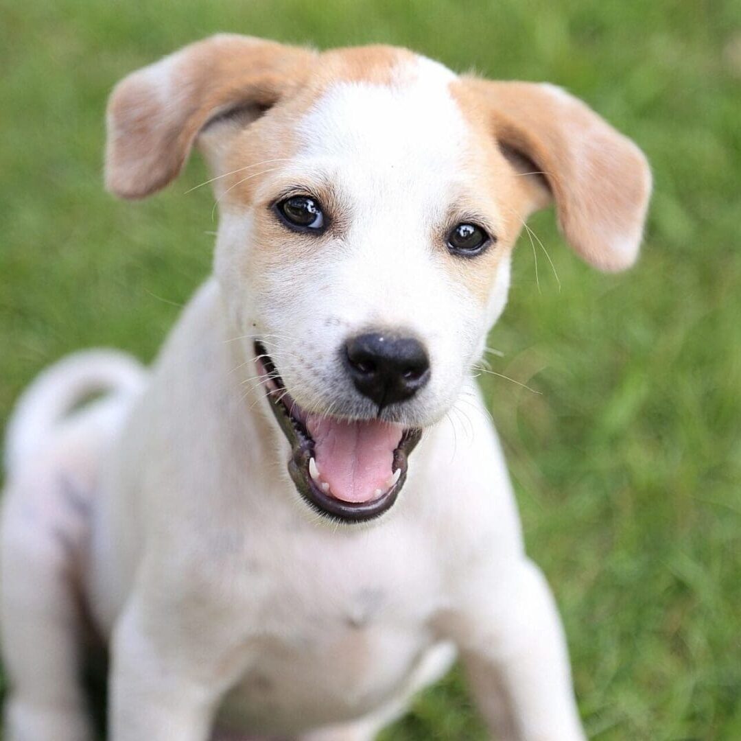 Smiling white and tan puppy on grass