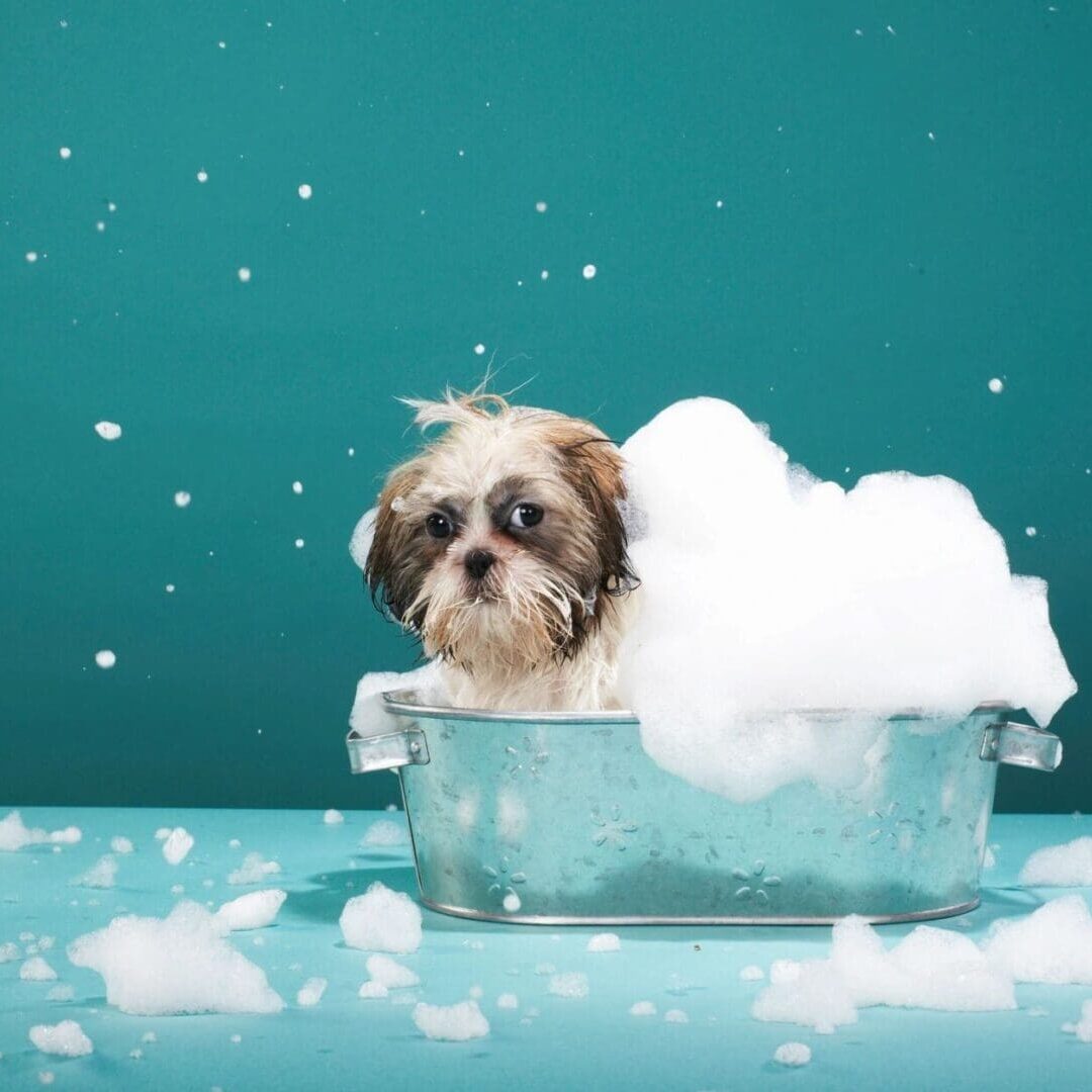 Puppy in bubbly bath inside metal tub